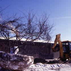 Large root balled tree in winter with backhoe alongside greenhouses