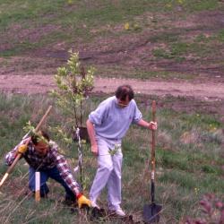 Two Arboretum employees planting young tree