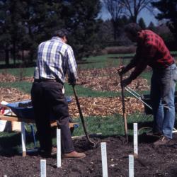 John Swisher and Bill Bergmann digging holes in rose beds for planting