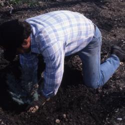 Joe Krol planting small evergreen seedling