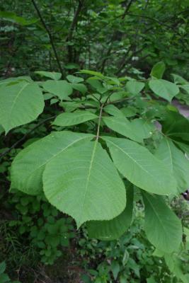 Carya tomentosa (Mockernut Hickory), leaf, summer