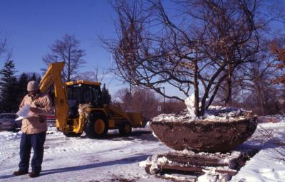 Duane Henry with backhoe and large root balled tree in winter
