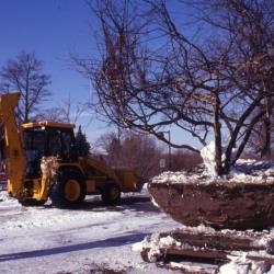 Duane Henry with backhoe and large root balled tree in winter