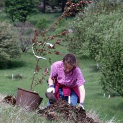 Rita Hassert with potted young tree kneeling by soil at planting hole