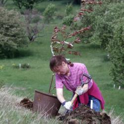 Rita Hassert digging hole for potted young tree on hill
