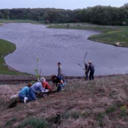 Arboretum employees planting trees on berm near Crabapple Lake
