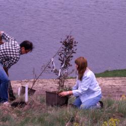 Mike Spravka and coworker planting potted young trees by Crabapple Lake