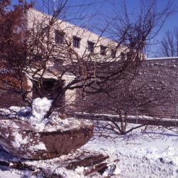 Close-up of large root balled tree on wooden skid in winter next to Research Building