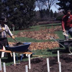 John Swisher and Bill Bergmann preparing rose beds with stakes