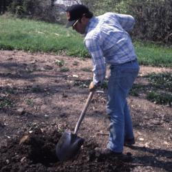 Joe Krol digging planting hole
