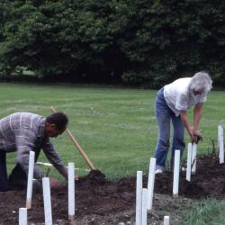 Grounds workers working on rose beds
