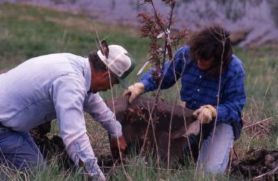 Two staff members removing paper pot from newly planted tree