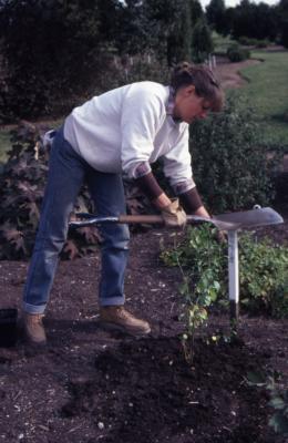 Doris Taylor pounding stake in ground for newly planted shrub in Dwarf beds