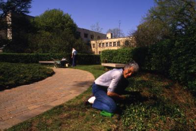Arboretum staff or volunteer working on plant beds along brick path to Administration building