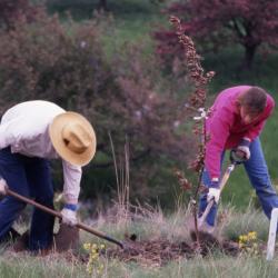 Charles Lewis and Rita Hassert planting young tree