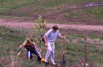 Two Arboretum employees planting young tree