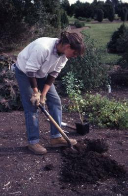 Doris Taylor digging planting hole for Baccharis in Dwarf beds