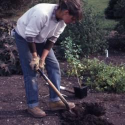 Doris Taylor digging planting hole for Baccharis in Dwarf beds