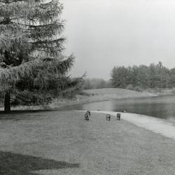 Geese near path along Meadow Lake