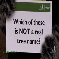 #Giving Tuesday, 2015, Which of these isn't a real tree name?