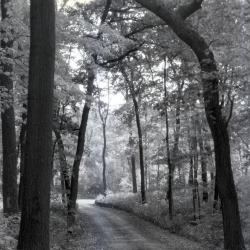Meadow Road under walnut tree