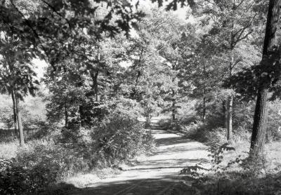 Arboretum road in summer curving to left through woods