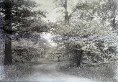 Arboretum unpaved road alongside flowering hawthorns in spring