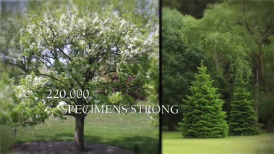 The Champion Of Trees, brand, online ad/social media, 15 seconds, version B