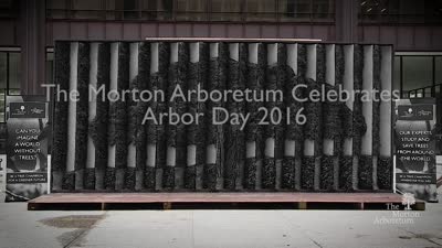 Arbor Day, 2016, recap, without subtitles