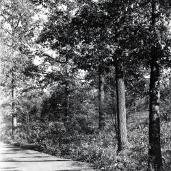 Trees in October alongside Ridge Road