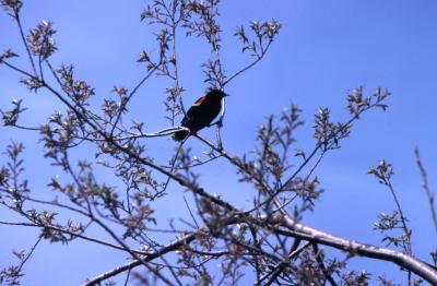 Red-winged blackbird (Agelaius phoeniceus) on branch in tree