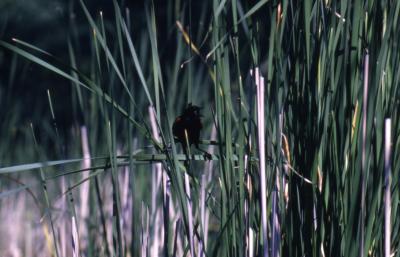 Male red-winged blackbird (Agelaius phoeniceus) on plant in Puffer Lake