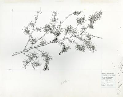 Hamamelis vernalis f. carnea