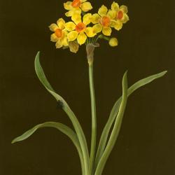 Narcissus (Tazetta cultivar)