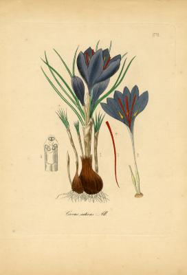 Medicinal plants of Germany [Pl. 276: Crocus sativus]