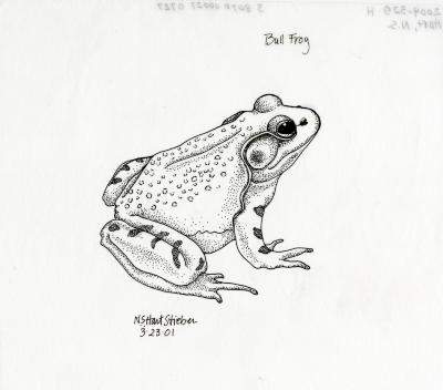 Animals and birds: Bull frog