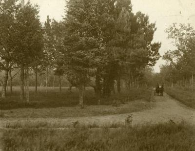 Woman and man riding in carriage along Arbor Lodge lawn, east view