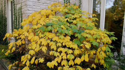 Plant Clinic tip: 5 Great Shrubs for Fall Color