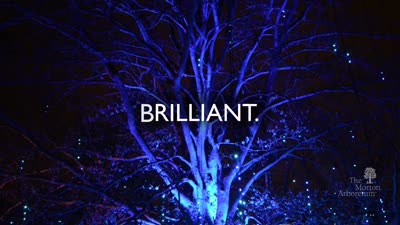 Illumination, Winter 2017-2018, medallion promo