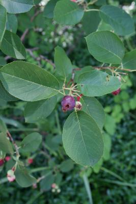 Amelanchier canadensis 'Prince William' (Prince William Canada Serviceberry PP6040), fruit, mature