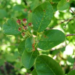 Amelanchier canadensis 'Prince William' (Prince William Canada Serviceberry PP6040), fruit, immature