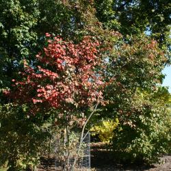 Amelanchier arborea (Downy Serviceberry), habit, fall