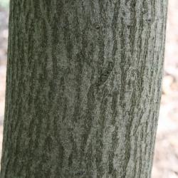 Amelanchier arborea (Downy Serviceberry), bark, trunk