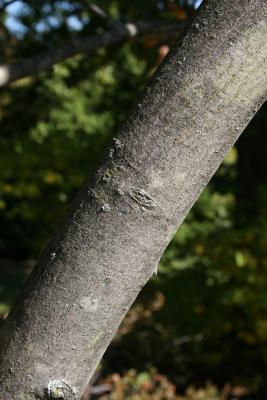 Amelanchier arborea (Downy Serviceberry), bark, trunk