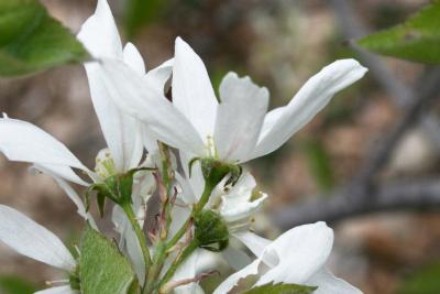 Amelanchier arborea (Downy Serviceberry), flower, side