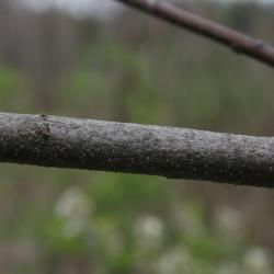 Amelanchier arborea (Downy Serviceberry), bark, branch