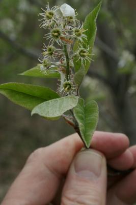 Amelanchier arborea (Downy Serviceberry), inflorescence