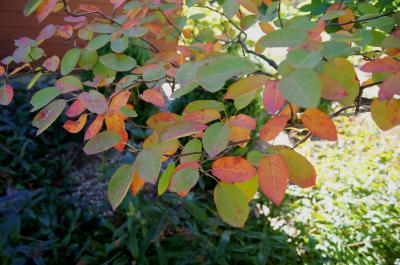 Amelanchier grandiflora 'Autumn Brilliance' (Autumn Brilliance Apple Serviceberry PP5717), leaf, fall