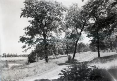 Arboretum  unpaved road alongside body of water on left