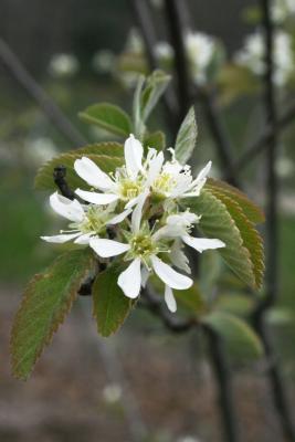 Amelanchier sanguinea (Round-leaved Serviceberry), flower, full